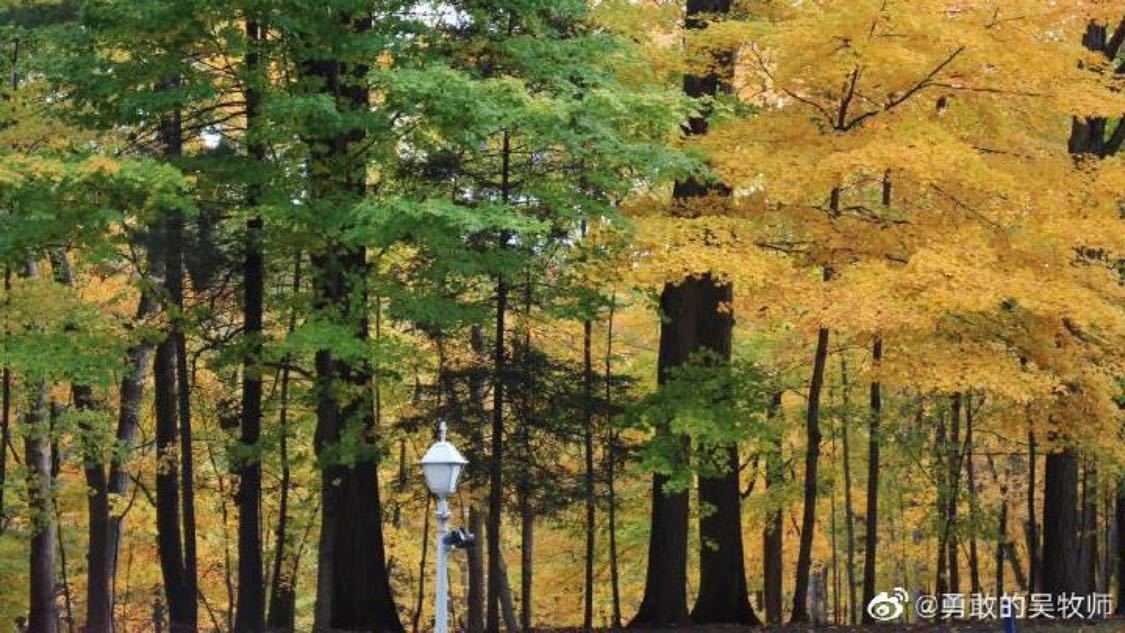 本周种草推广定制化开发您的短视频后台,高效触达目标用户,甲亢哥被喷火表演吓到尖叫